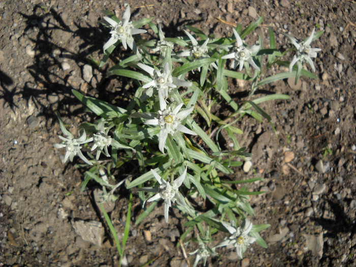Floare de colt - Gradina 2011