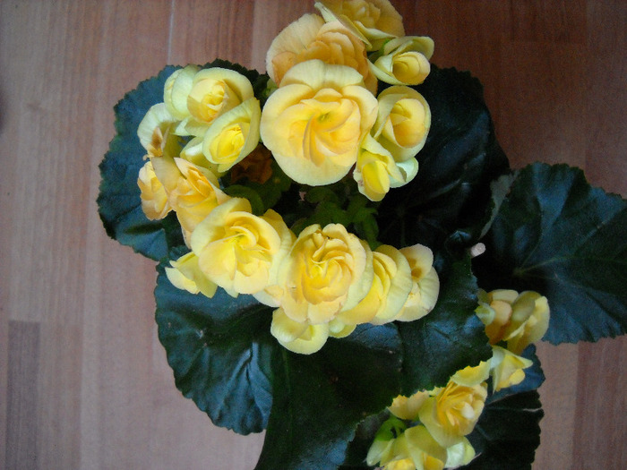 Begonia - Flori frumoase - flori 2011