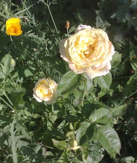 din butas anul 2_????