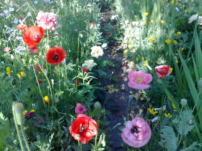 2306201114026 - MACI