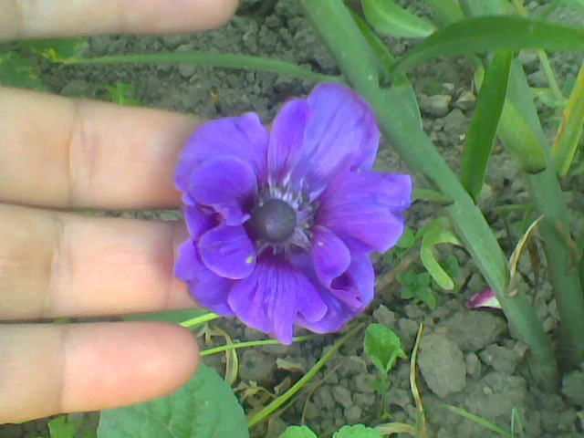 anemona - Flori de gradina 2011-2012