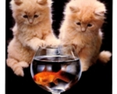 22869666_BUAWMBPFF - Copy