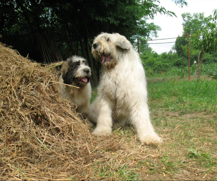 Pui din Mara 3 luni si 1 sapt