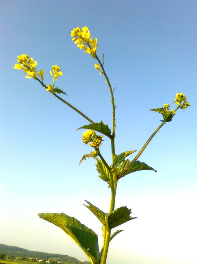 Rapita - Arbori si plante melifere