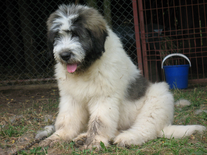 Mascul 3 luni si o sapt