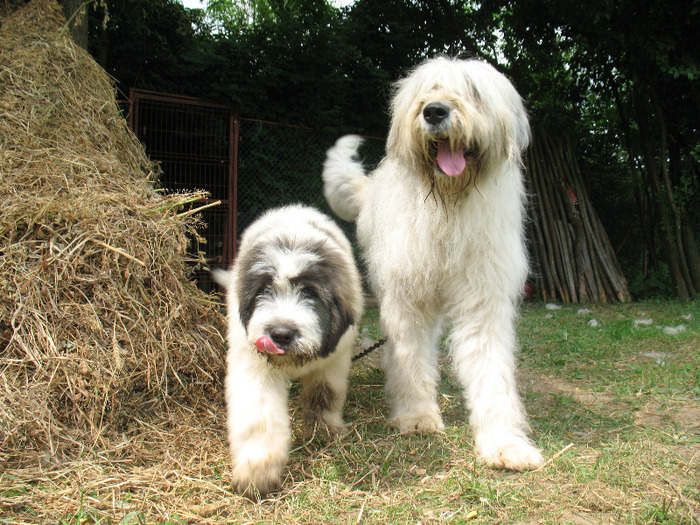 Mascul din Mara 3 luni si 1 sapt