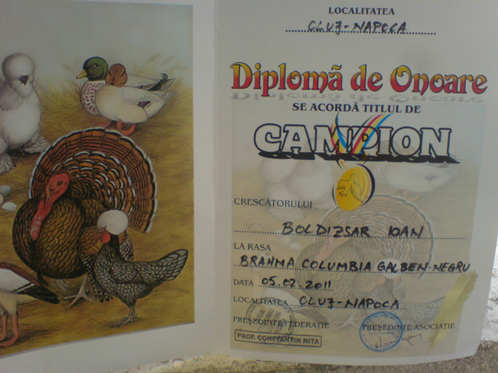 campion jud.2011 Cluj - CUPE si DIPLOME 2010-2013