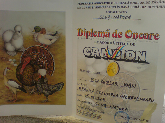 campion jud. - CUPE si DIPLOME 2010-2013