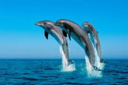 delfini - Imagini frumoase