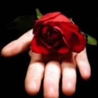 trandafir in mana - Imagini frumoase