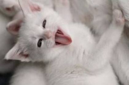 pisic alb - Imagini frumoase