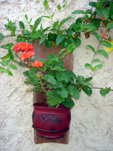 DSC00381 - Vara 2011