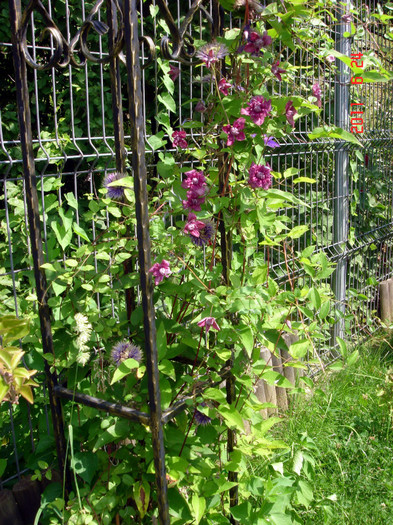 Viticella Purpurea Plena