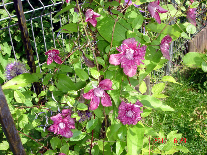 Viticella Purpurea Plena - CLEMATITE