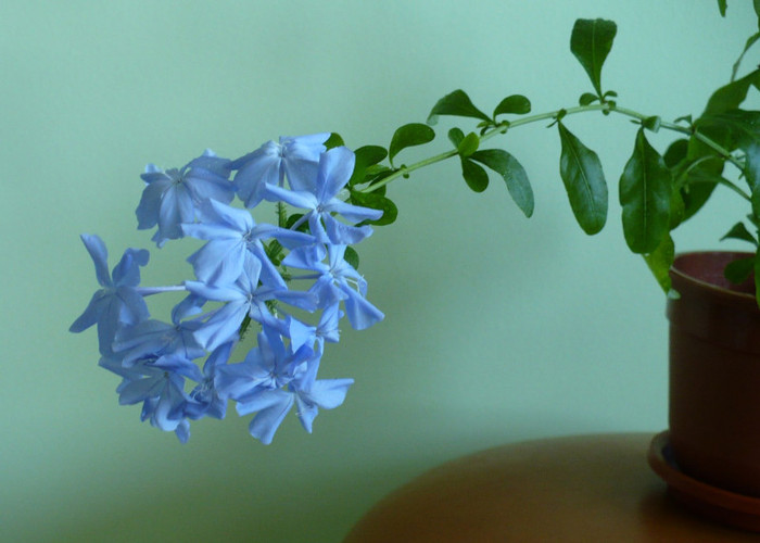 P1340636 - Plumbago 2011