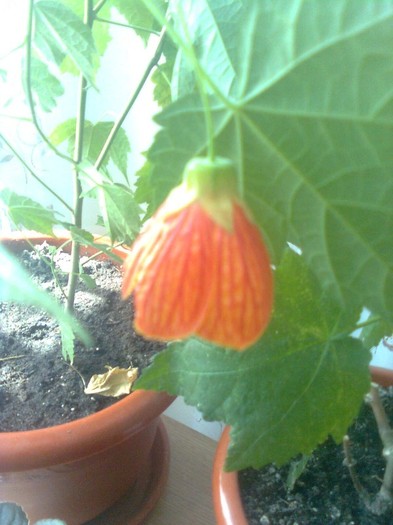 abutilon caramiziu - diverse flori 2011