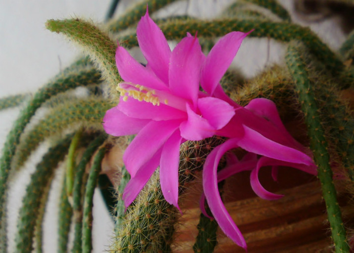 Aporocactus flagelliformis-martie