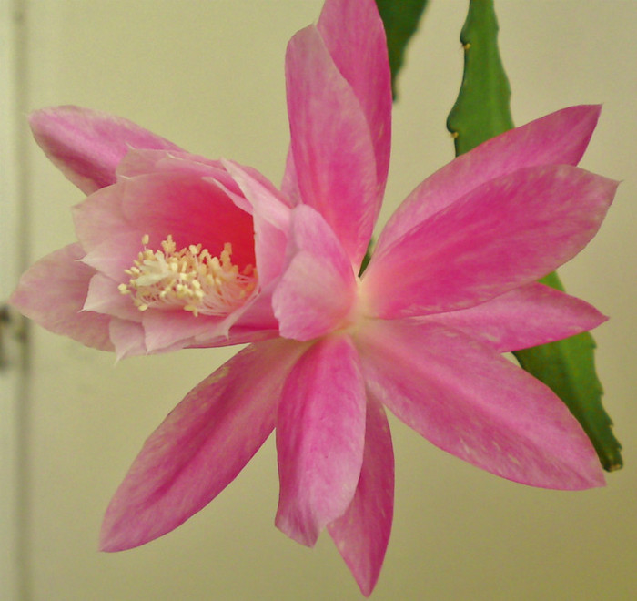 Epiphyllum-mai - Cactusi infloriti