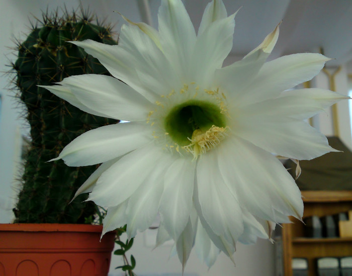 Echinopsis 1-iunie