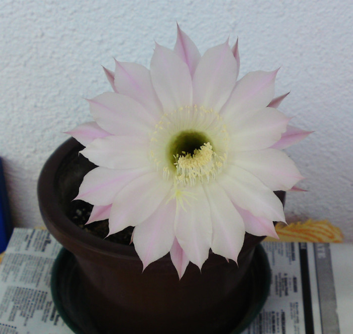 Echinopsis 2-iunie - Cactusi infloriti