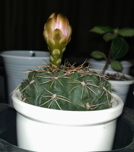 Gymnocalycium