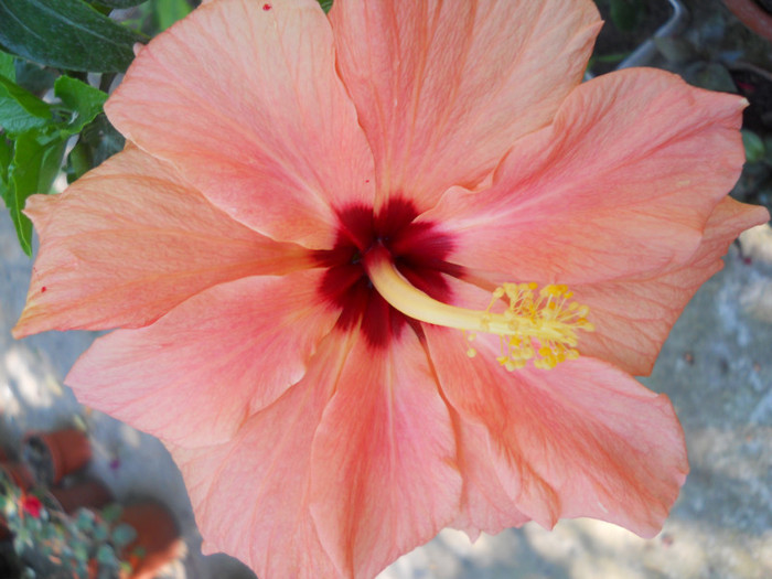 hibiscus - A12vara2011