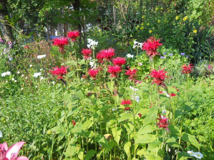 monarda cambridge scarlet - A12vara2011