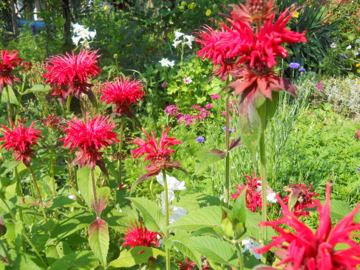 monarda - A12vara2011