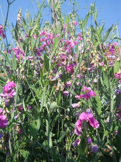 sangele voinicului