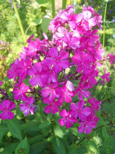 flox
