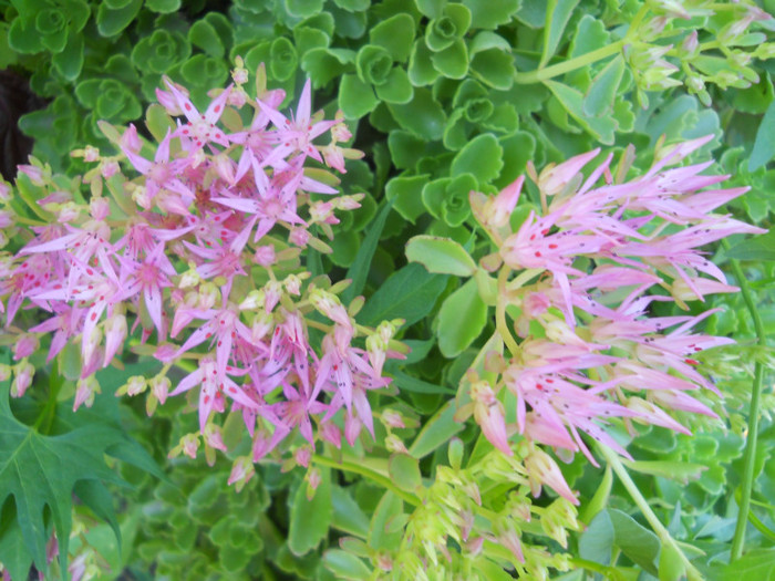 sedum