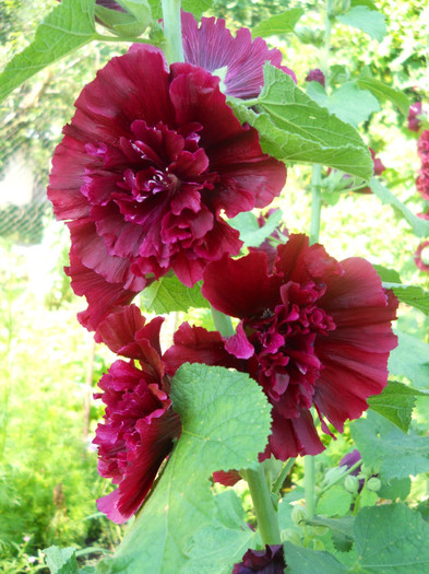 nalba