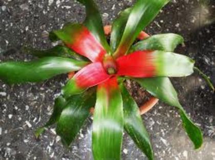  - FLORI DE PRIMAVARA GALERIE