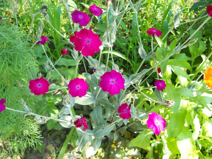 lychnis - A12vara2011