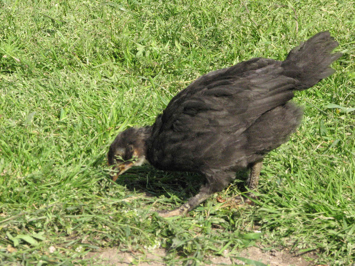 IMG_0099 - Marans negru-aramiu