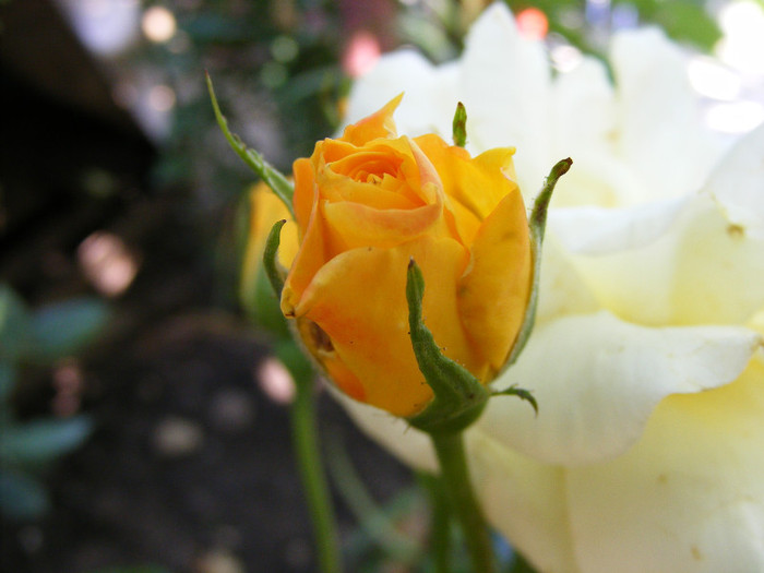 Garden Princess; Floribunda,17-25 petale,parfum puternic(fin)(5 din 5 puncte)h0,7-0,9m
