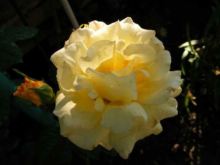 Garden Princess; Floribunda,17-25 petale,parfum puternic(fin)(5 din 5 puncte)h0,7-0,9m
