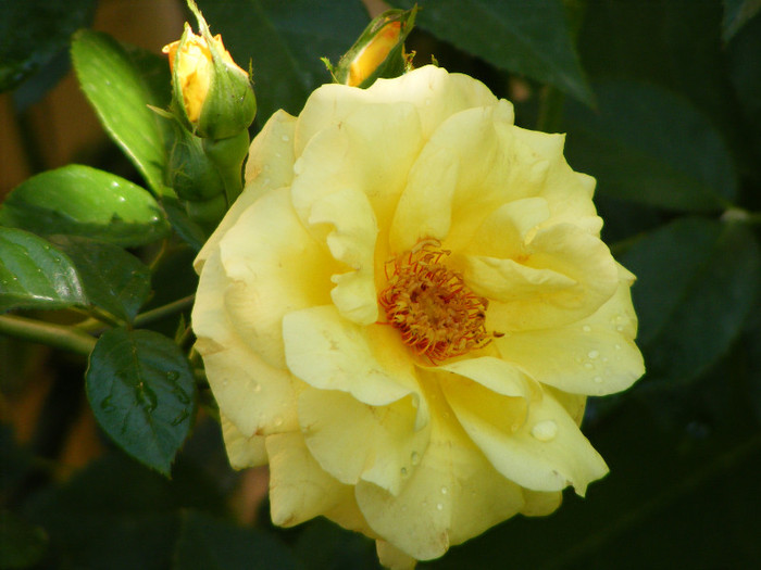 Garden Princess; Floribunda,17-25 petale,parfum puternic(fin)(5 din 5 puncte)h0,7-0,9m
