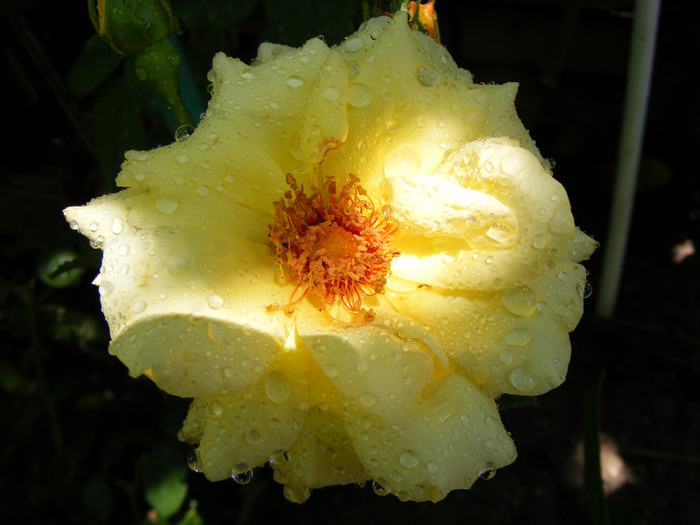Garden Princess; Floribunda,17-25 petale,parfum puternic(fin)(5 din 5 puncte)h0,7-0,9m
