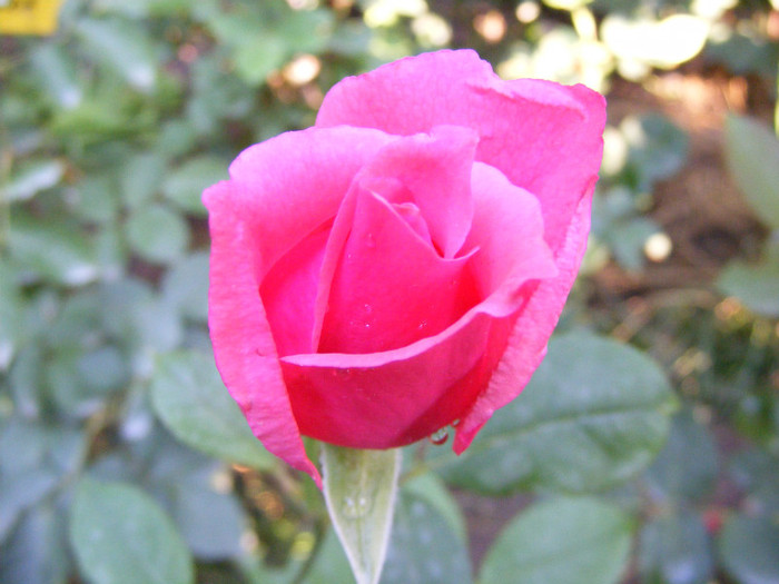 Bel Ange(Bella Epoca); Theahybrid,floare mare,centrata(26-40 petale,parfum slab-moderat(2 din 5 puncte)h0,9-1,2m
