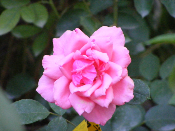 Bel Ange(Bella Epoca); Theahybrid,floare mare,centrata(26-40 petale,parfum slab-moderat(2 din 5 puncte)h0,9-1,2m
