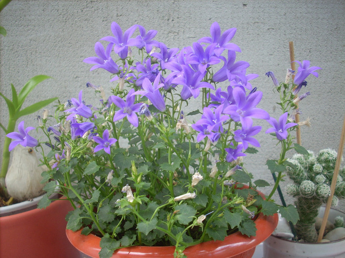 Campanula