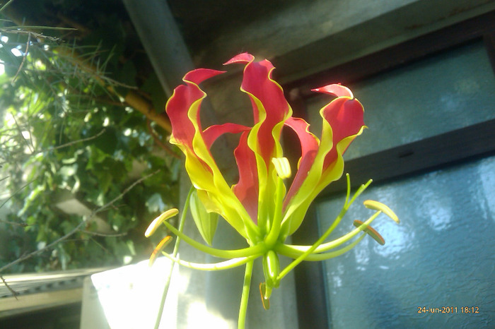 IMAG0861 - gloriosa