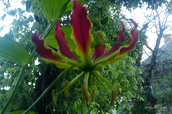 IMAG0845 - gloriosa