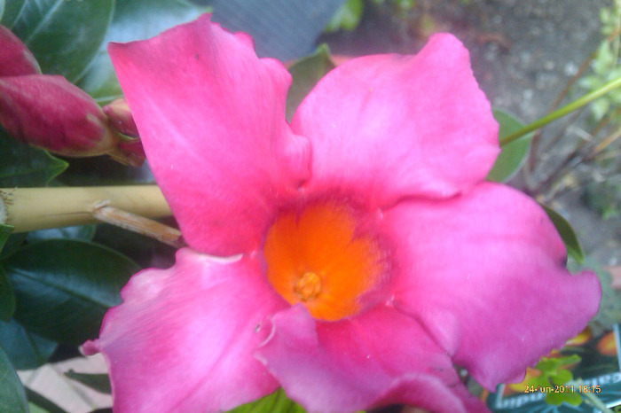 IMAG0872 - dipladenia