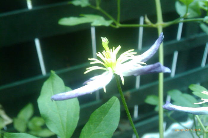 IMAG0875 - clematis flamulla rubromarginata