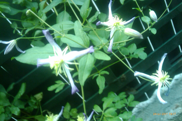 IMAG0878 - clematis flamulla rubromarginata