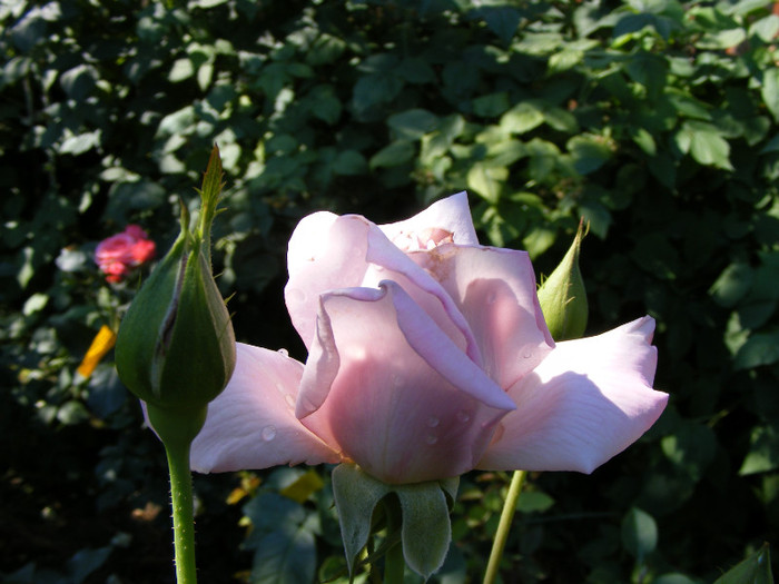 Sterling Silver; Theahybrid,parfum moderat,fructat(2-3 puncte din 5),floare mare17-25 petaleh0,9-1,2m
