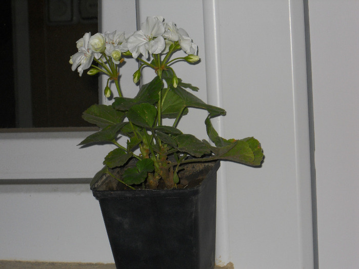 DSCN1984 - muscate drepte