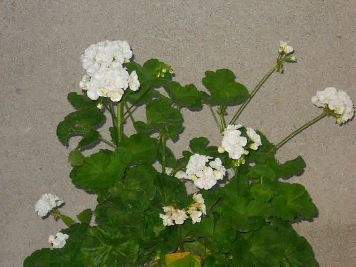 DSCN2010 - muscate drepte